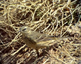 Vattenpiplrka<br> Water Pipit<br> Anthus spinoletta