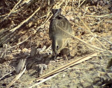 Vattenpiplrka<br> Water Pipit<br> Anthus spinoletta