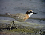 kenpipare<br> Greater Sand Plover<br> Charadrius leschenaultii