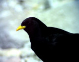 Alpkaja<br> Pyrrhocorax graculus<br> Alpine Chough