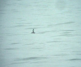 Balearisk lira<br> Balearic Shearwater<br> Puffinus mauretanicus