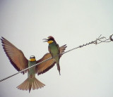 Bitare<br> European Bee-eater<br> Merops apiaster