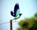 Blkrka<br>Coracias garrulus<br>European Roller