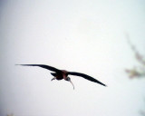 Bronsibis <br>Plegadis falcinellus<br>Glossy Ibis