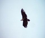 Grgam<br> Aegypius monachus<br>Black Vulture