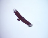 Grgam<br>Black Vulture<br> Aegypius monachus