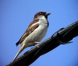 Grsparv<br>Passer domesticus<br>House Sparrow