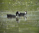 Kamsothna <br>Fulica cristata<br>Crested (Red-knobbed) Coot