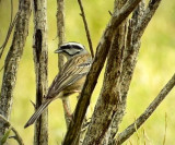 Klippsparv<br>Emberiza cia<br>Rock Bunting