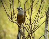 Klippsparv<br>Emberiza cia<br>Rock Bunting