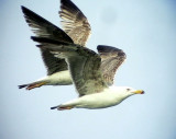Medelhavstrut<br> Larus michahellis<br> Yellow-legged Gull