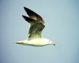 Medelhavstrut <br> Larus michahellis<br> Yellow-legged Gull