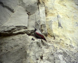 Murkrypare<br> Tichodroma muraria<br> Wallcreeper