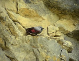 Murkrypare<br> Tichodroma muraria<br> Wallcreeper