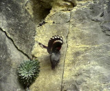 Murkrypare<br> Tichodroma muraria<br> Wallcreeper