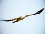 Ormrn<br> Circaetus gallicus<br> Short-toed Eagle