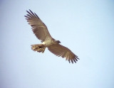 Ormrn<br> Short-toed Eagle<br> Circaetus gallicus