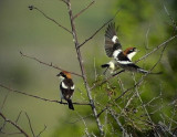 Rdhuvad trnskata<br> Woodchat Shrike<br> Lanius senator<br> (male and female)