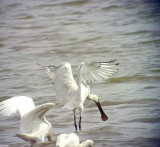 Skedstork<br>Eurasian Spoonbill<br>Platalea leucorodia