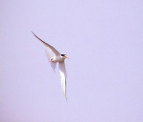 Smtrna<br> Little Tern<br> Sterna albifrons