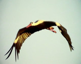 Vit stork<br> White Stork<br> Ciconia ciconia