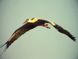 Vit stork <br>Ciconia ciconia <br>	White Stork