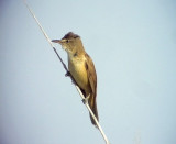 Trastsngare<br> Great Reed Warbler<br> Acrocephalus arundinaceus