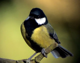 Talgoxe<br>Great tit<br>Parus major