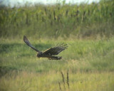 Bl krrhk<br>Circus cyaneus<br>Hen Harrier