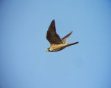 Pilgrimsfalk<br>Falco peregrinus<br>Peregrine Falcon