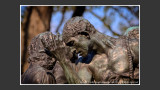 2013 - Hirshhorn Museum of  Modern Art Sculpture Garden - Washington DC, USA