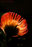 31st January 2007 - shot down in flames