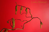 7th March 2007 - contortions and release
