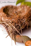 9th March 2007 - dreaming of nest building