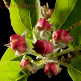 22nd April 2007 - apple of my eye