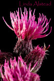17th June 2007 - prickly