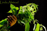 18th June 2007 - grasping the nettle