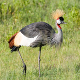 crested crane.jpg