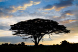 acacia sunset.jpg