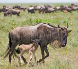 wildebeast cow and calf.jpg