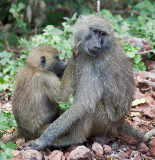 grooming baboons.jpg