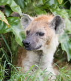 hyena portrait.jpg