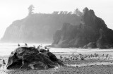 Birds Huddling Together at Ruby Beach, Washington