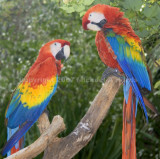 Parrots at the Brevard Zoo