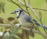 Blue Jay 