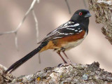 Spotted Towhee Male