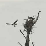 Osprey Nesting Site