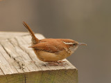 Carolina Wren