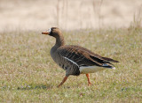 Greater White-fronted Goose