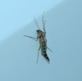 Chironomid Midge